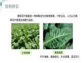 【核心素养目标】鲁教版初中生物六年级下册3.3.4《病毒》课件
