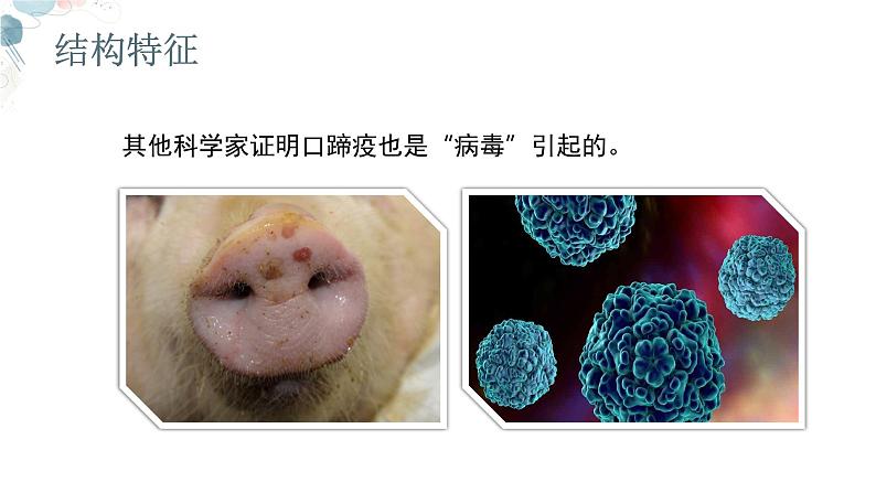 【核心素养目标】鲁教版初中生物六年级下册3.3.4《病毒》课件第6页