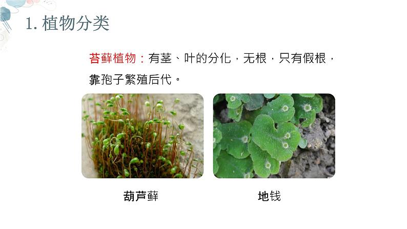 【核心素养目标】鲁教版初中生物六年级下册3.4.1《尝试对生物分类》课件第6页