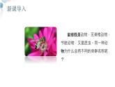 【核心素养目标】鲁教版初中生物六年级下册3.4.2《从种到界》课件