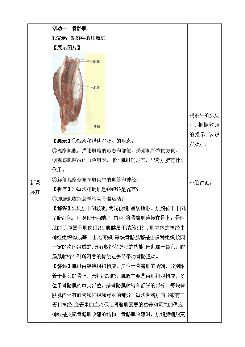 北师大版（2024）七年级下册生物11.2《人体的骨骼肌》教案第2页
