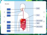 【核心素养优质课】冀少版生物七年级下册 3.1.1消化系统的组成（课件+同步教案+导学案+分层作业）