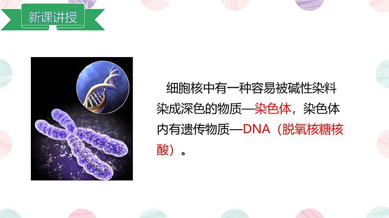 第四节 细胞的生命活动 课件第8页