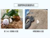 1.1.3 生物學(xué)研究的基本方法課件（2024秋） 2024北師大版七年級(jí)生物上冊(cè)課件