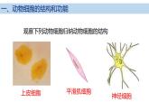 2.2.1 细胞的基本结构和功能(第2课时)2024秋 2024北师大版七年级生物上册课件