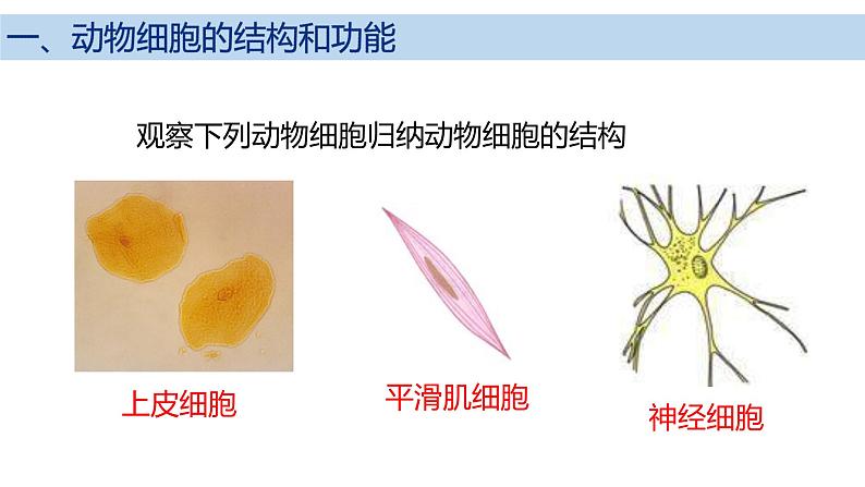 2.2.1 细胞的基本结构和功能(第2课时)2024秋 2024北师大版七年级生物上册课件第2页