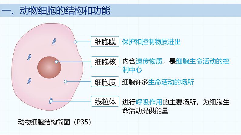 2.2.1 细胞的基本结构和功能(第2课时)2024秋 2024北师大版七年级生物上册课件第3页