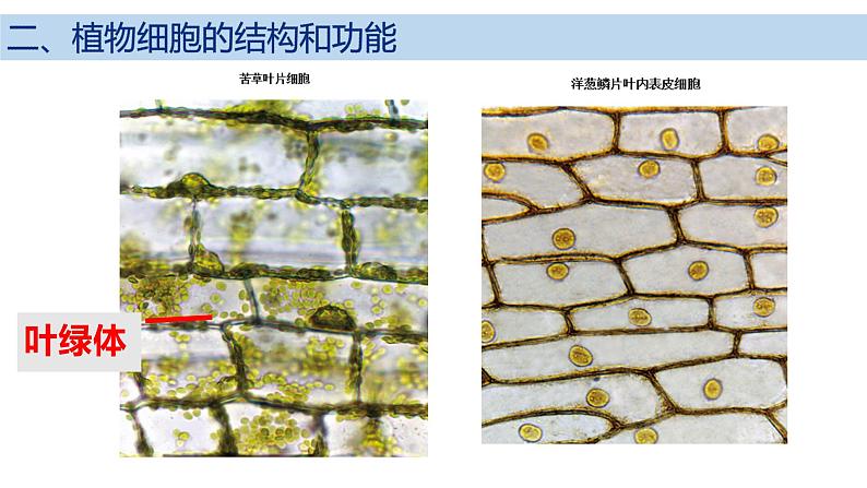 2.2.1 细胞的基本结构和功能(第2课时)2024秋 2024北师大版七年级生物上册课件第4页