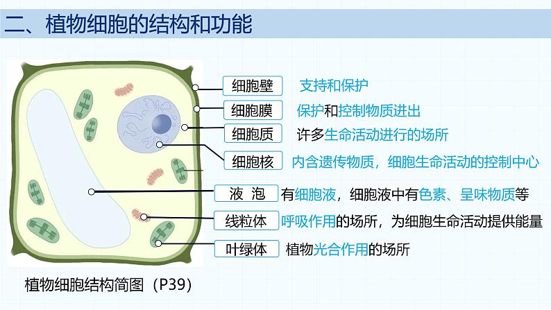 2.2.1 细胞的基本结构和功能(第2课时)2024秋 2024北师大版七年级生物上册课件第5页