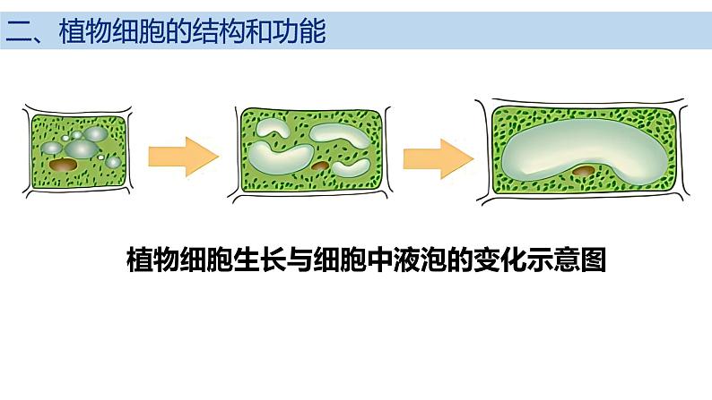 2.2.1 细胞的基本结构和功能(第2课时)2024秋 2024北师大版七年级生物上册课件第6页