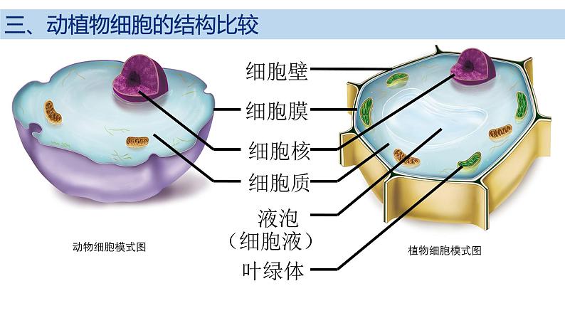 2.2.1 细胞的基本结构和功能(第2课时)2024秋 2024北师大版七年级生物上册课件第7页