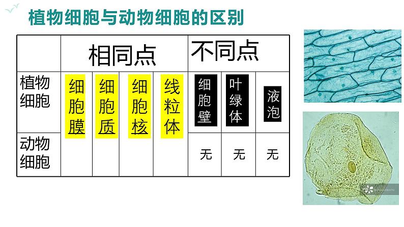 2.2.1 细胞的基本结构和功能(第2课时)2024秋 2024北师大版七年级生物上册课件第8页