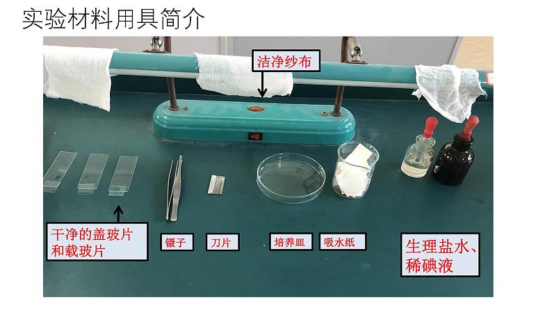 2.2.1细胞的基本结构和功能(第3课时)2024秋 2024北师大版七年级生物上册课件第6页