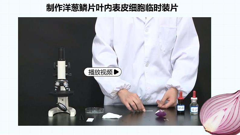 2.2.1细胞的基本结构和功能(第3课时)2024秋 2024北师大版七年级生物上册课件第7页