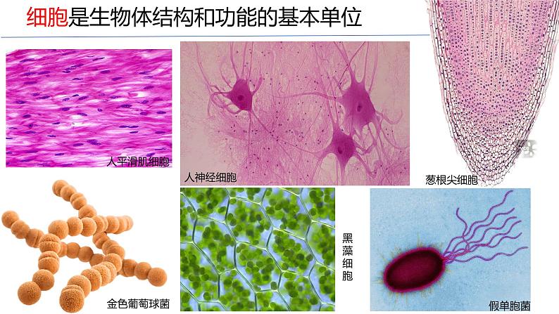 2.2.1细胞的基本结构和功能（第1课时）2024秋 2024北师大版七年级生物上册课件第3页