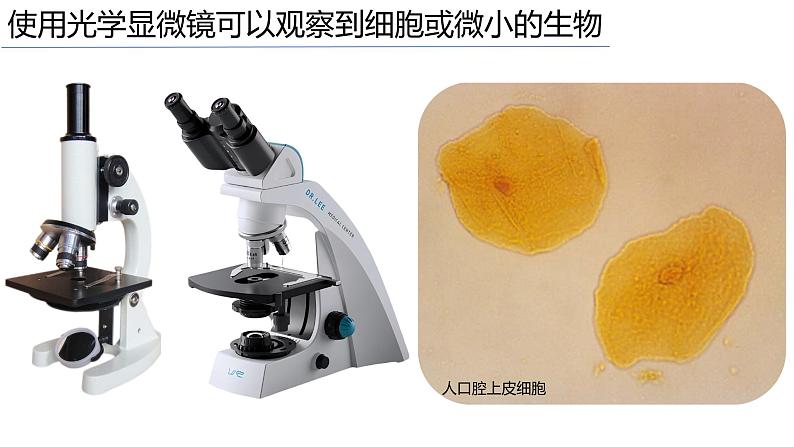 2.2.1细胞的基本结构和功能（第1课时）2024秋 2024北师大版七年级生物上册课件第4页