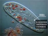 2.2.2 细胞是生命活动的单位（2024秋） 2024北师大版七年级生物上册课件