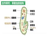 2.2.2 细胞是生命活动的单位（2024秋） 2024北师大版七年级生物上册课件