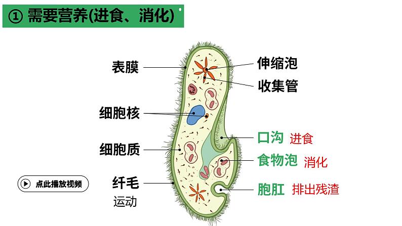 2.2.2 细胞是生命活动的单位（2024秋） 2024北师大版七年级生物上册课件第7页