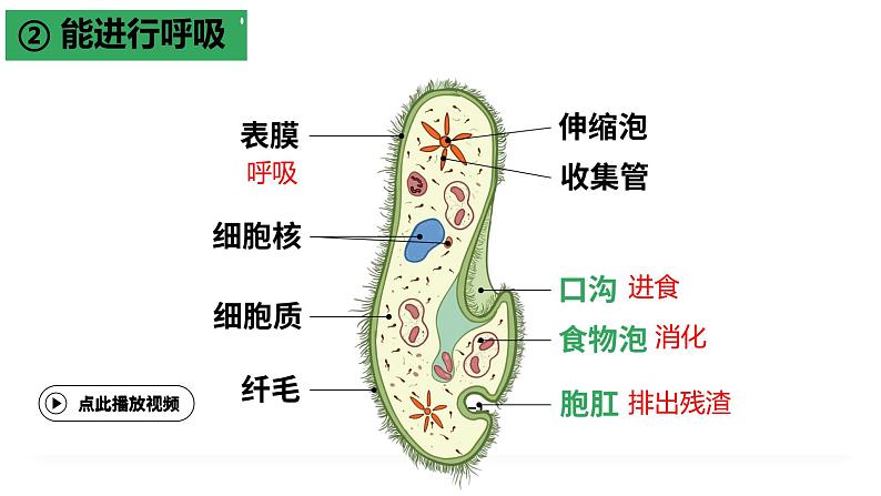 2.2.2 细胞是生命活动的单位（2024秋） 2024北师大版七年级生物上册课件第8页