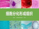 2.3.2 细胞分化形成组织（2024秋） 2024北师大版七年级生物上册课件