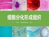 2.3.2 细胞分化形成组织（2024秋） 2024北师大版七年级生物上册课件