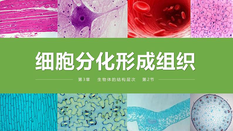 2.3.2 细胞分化形成组织（2024秋） 2024北师大版七年级生物上册课件第1页