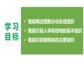 2.3.2 细胞分化形成组织（2024秋） 2024北师大版七年级生物上册课件