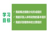 2.3.2 细胞分化形成组织（2024秋） 2024北师大版七年级生物上册课件