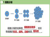 2.3.2 细胞分化形成组织（2024秋） 2024北师大版七年级生物上册课件