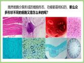 2.3.2 细胞分化形成组织（2024秋） 2024北师大版七年级生物上册课件