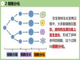 2.3.2 细胞分化形成组织（2024秋） 2024北师大版七年级生物上册课件