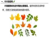 3.4.1 光合作用（第3课时，2024秋） 2024北师大版七年级生物上册课件