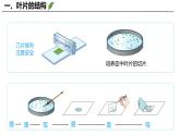 3.4.1 光合作用（第3课时，2024秋） 2024北师大版七年级生物上册课件