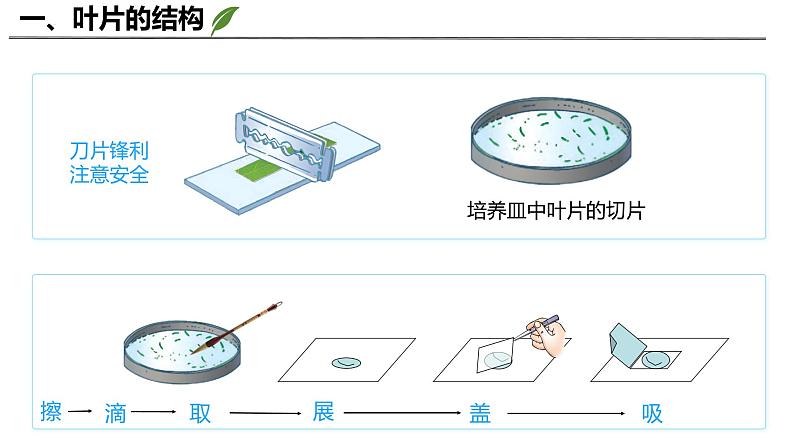 3.4.1 光合作用（第3课时，2024秋） 2024北师大版七年级生物上册课件第4页