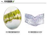 3.4.1 光合作用（第3课时，2024秋） 2024北师大版七年级生物上册课件