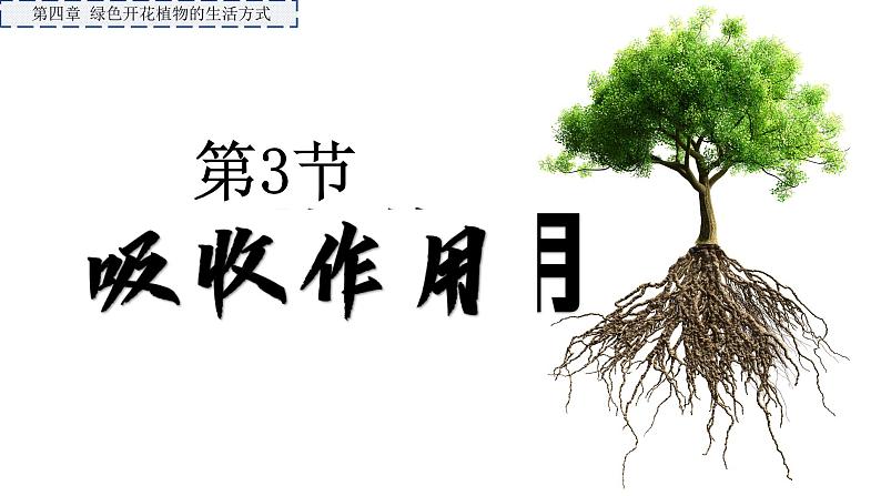 3.4.3 吸收作用（2024秋） 2024北师大版七年级生物上册课件第1页