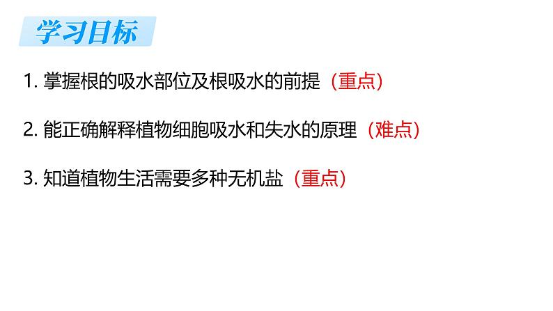 3.4.3 吸收作用（2024秋） 2024北师大版七年级生物上册课件第2页