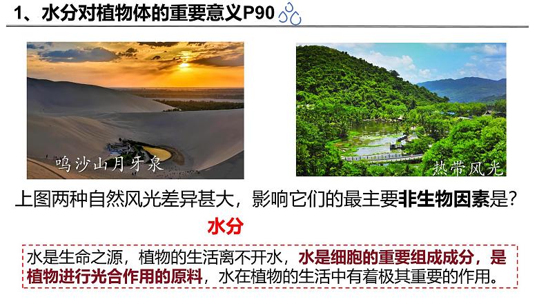 3.4.3 吸收作用（2024秋） 2024北师大版七年级生物上册课件第3页