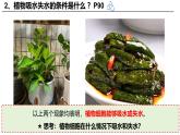 3.4.3 吸收作用（2024秋） 2024北師大版七年級(jí)生物上冊(cè)課件