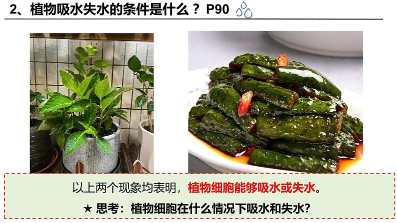 3.4.3 吸收作用（2024秋） 2024北师大版七年级生物上册课件第4页