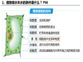 3.4.3 吸收作用（2024秋） 2024北師大版七年級(jí)生物上冊(cè)課件