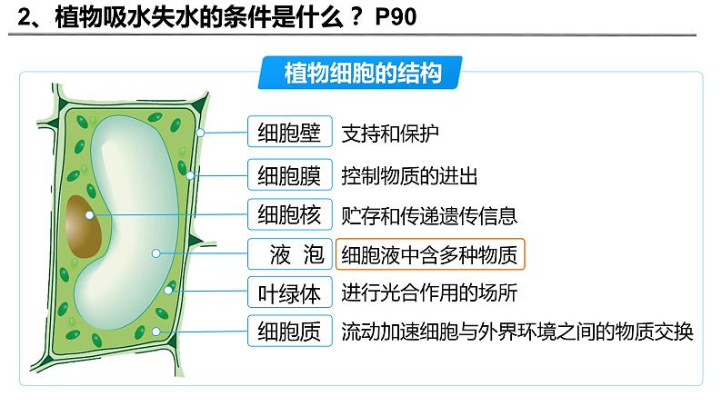 3.4.3 吸收作用（2024秋） 2024北师大版七年级生物上册课件第5页