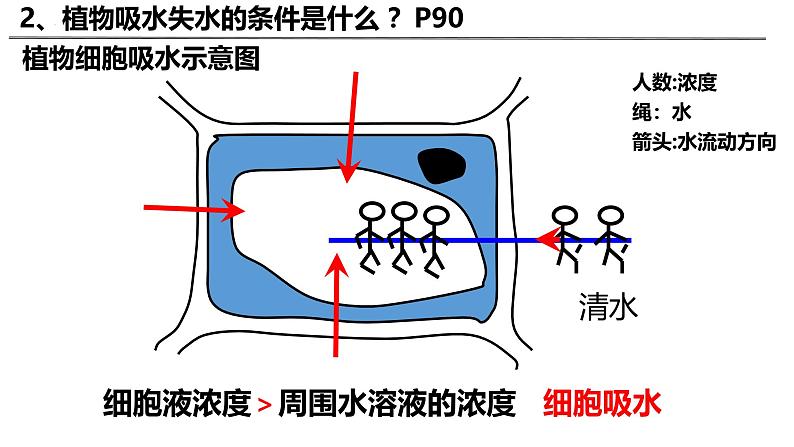 3.4.3 吸收作用（2024秋） 2024北师大版七年级生物上册课件第6页