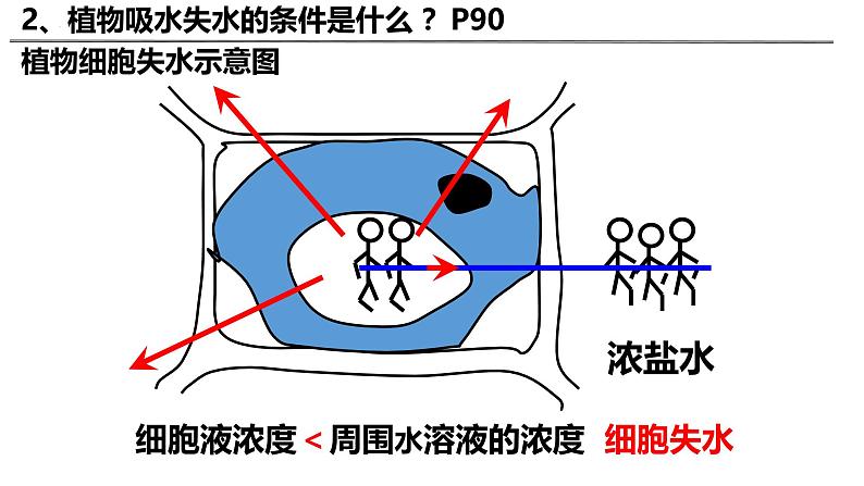 3.4.3 吸收作用（2024秋） 2024北师大版七年级生物上册课件第7页
