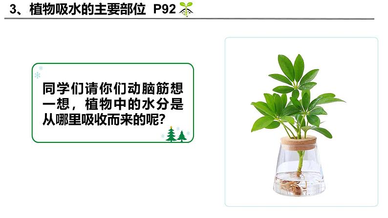 3.4.3 吸收作用（2024秋） 2024北师大版七年级生物上册课件第8页