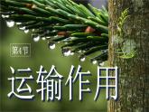 3.4.4 運(yùn)輸作用（2024秋）pptx 2024北師大版七年級(jí)生物上冊(cè)課件