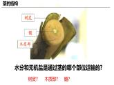 3.4.4 運(yùn)輸作用（2024秋）pptx 2024北師大版七年級(jí)生物上冊(cè)課件