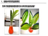 3.4.4 運(yùn)輸作用（2024秋）pptx 2024北師大版七年級(jí)生物上冊(cè)課件