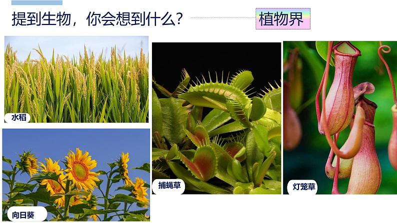 开学第一课（2024北师大版） 2024北师大版七年级生物上册课件第4页